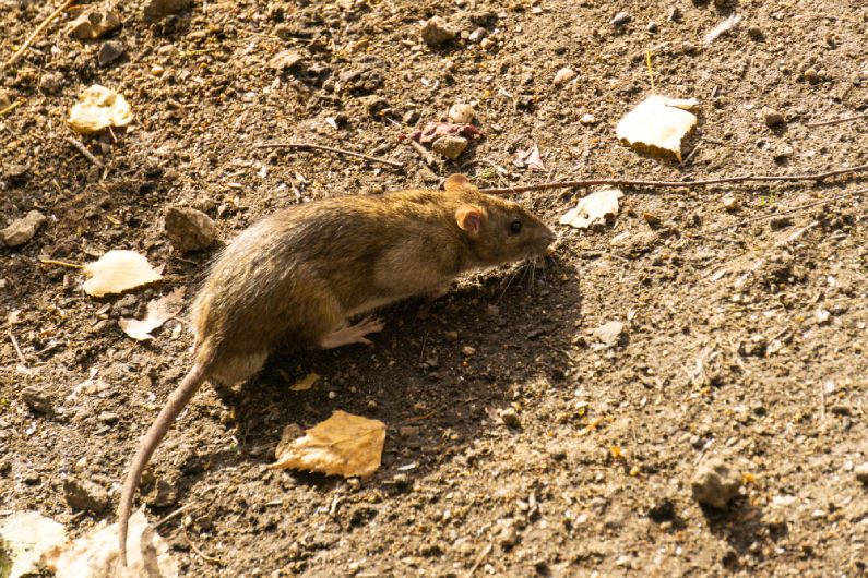 Serviços de Dedetização de Ratos