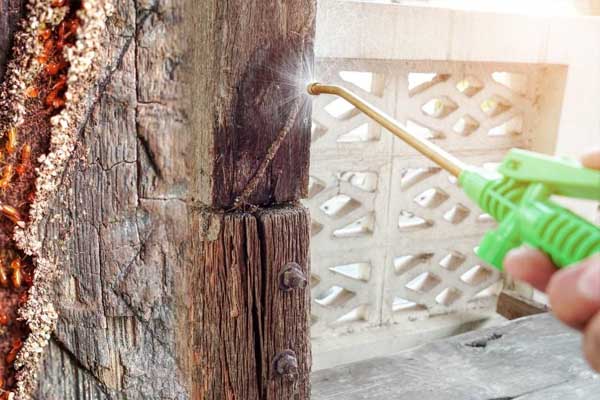 Descupinização especializada