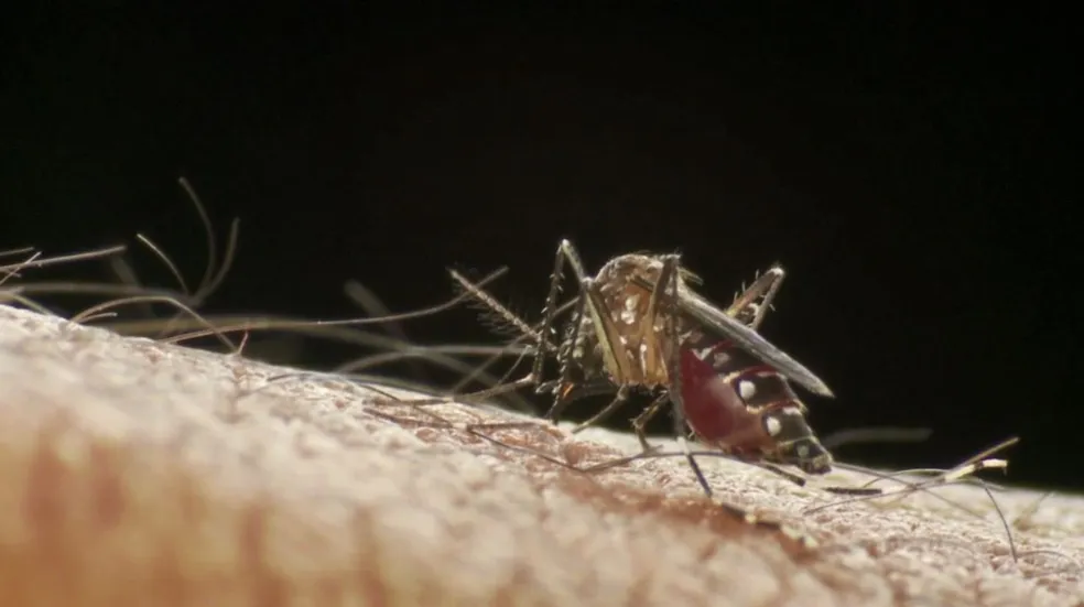 Controle de mosquito em Brazabrantes