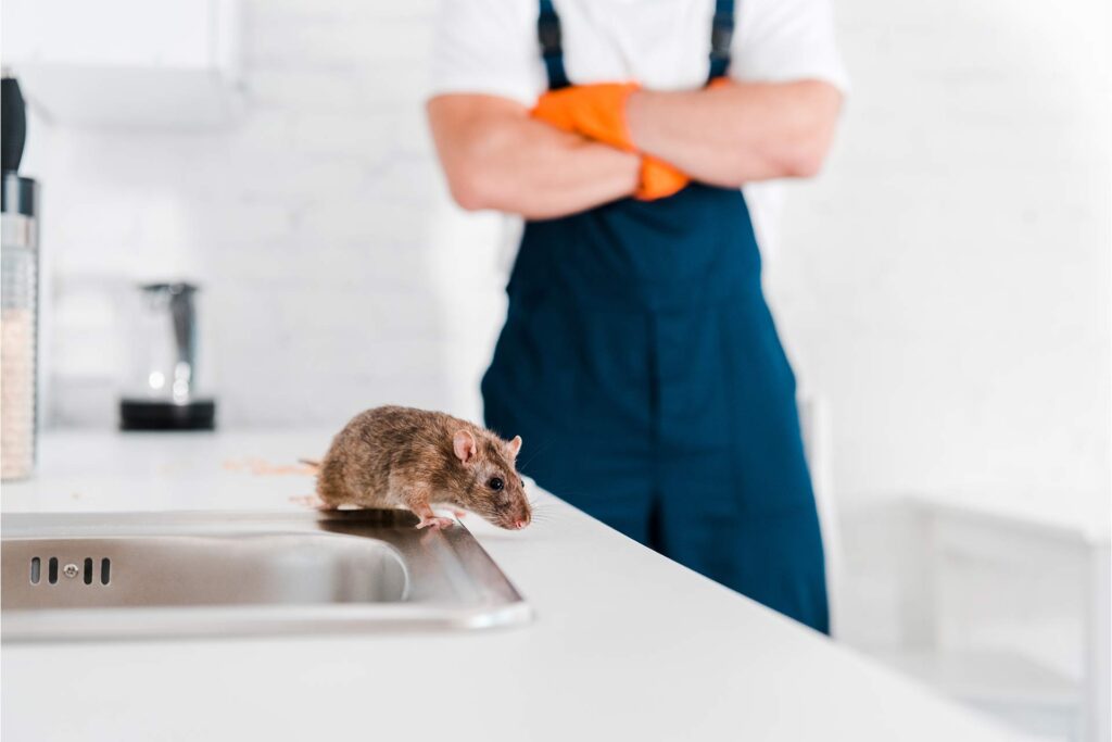 selective focus of small rat near sink and man wit 2024 11 19 18 44 40 BHWZZEN