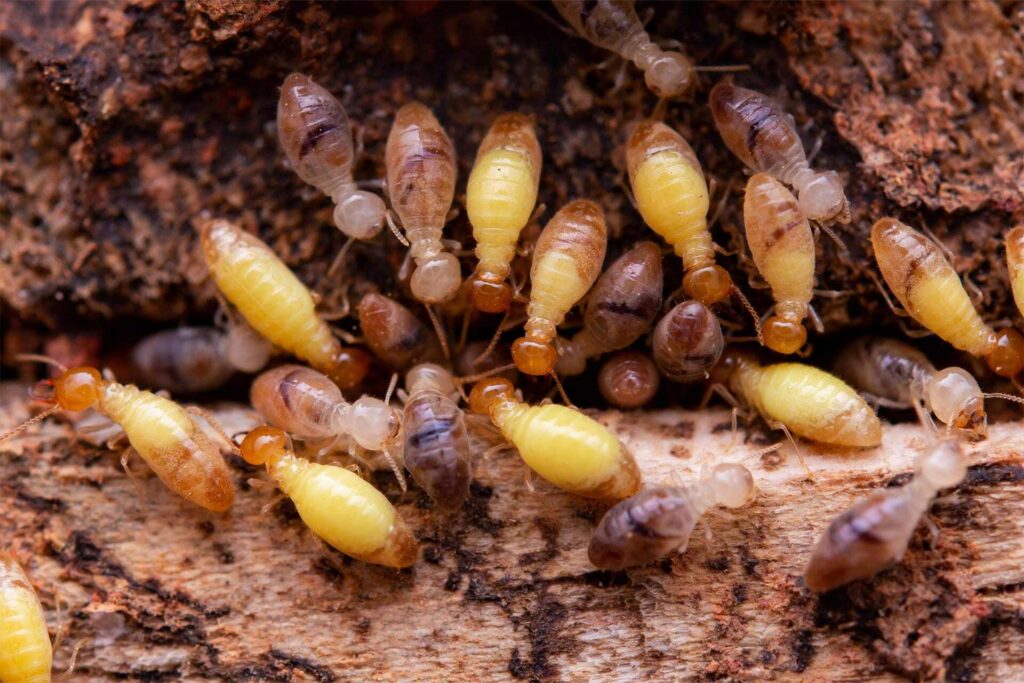 termites eat wooden planks damage of a wooden hou 2025 01 08 04 05 20 MTUX8JZ